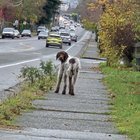 lost dog in Bellingham, Washington