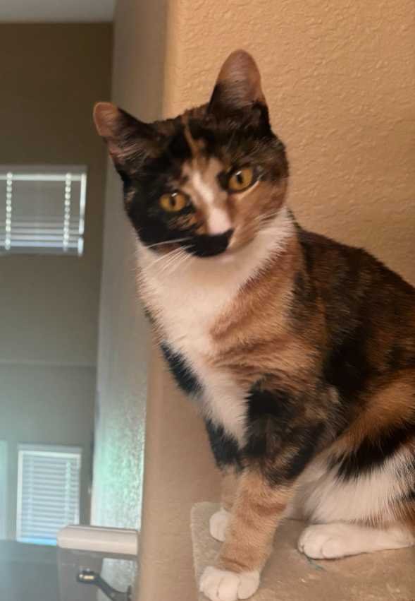 Lost Cat in Jamul — listing photo
