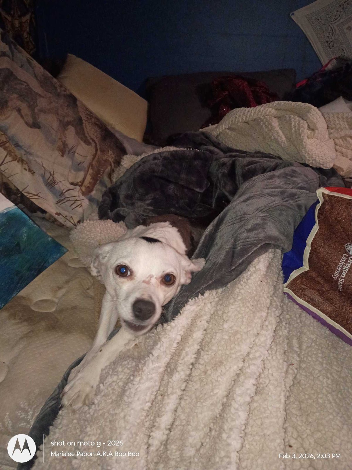 Lost Dog in Milton-Freewater — listing photo