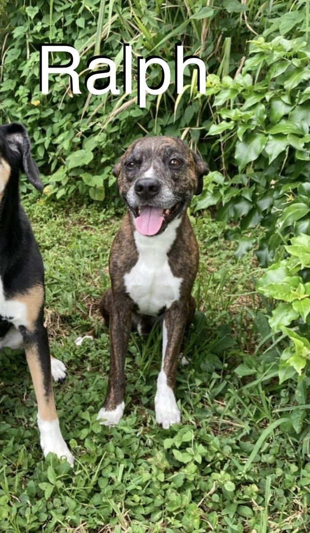 lost pet in Orlando, Florida