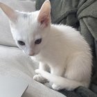 Lost Cat in Indianapolis, Indiana — listing photo