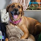 Lost Dog in Covington, Kentucky — listing photo