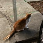 Lost Cat in San Francisco, California — listing photo