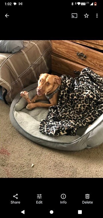 lost dog in San Antonio, Texas