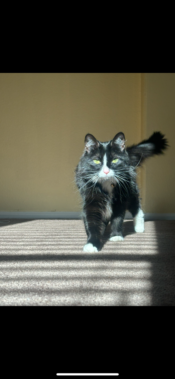 Lost Cat in Laveen Village — listing photo