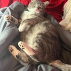 lost dog in Nashville, Tennessee