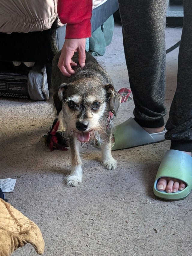 lost dog in Nashville, Tennessee