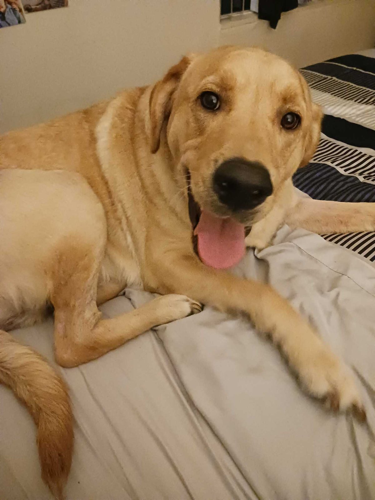 Found Dog in Port Orchard — listing photo