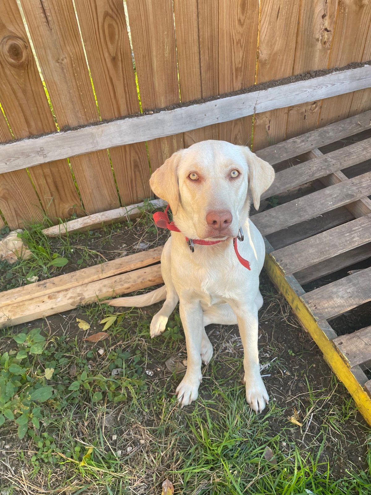 Lost Dog in San Antonio, Texas — listing photo