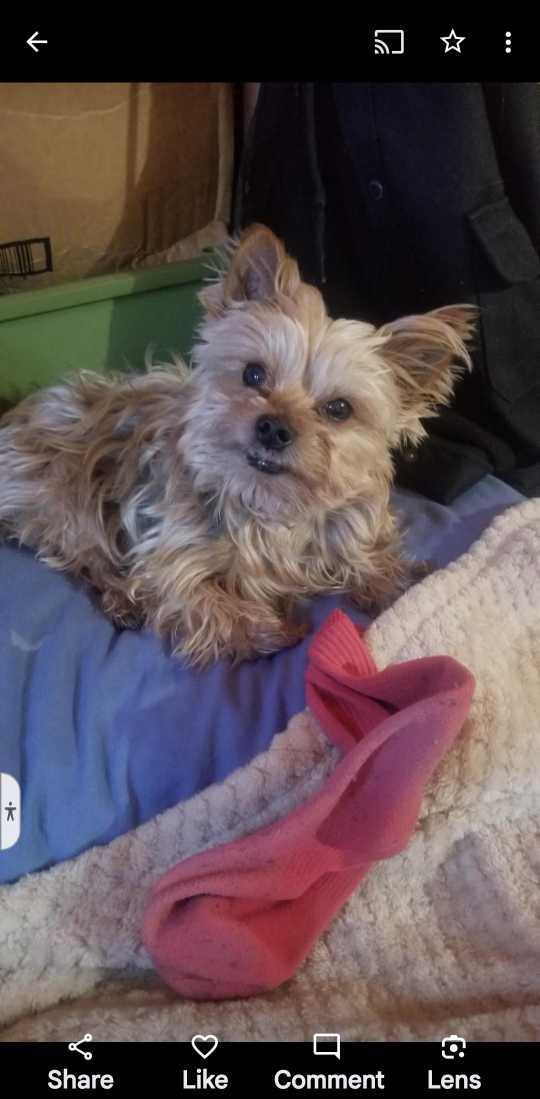 Lost Dog in Oklahoma City, Oklahoma — listing photo