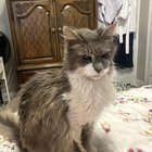 found cat in Chicago, Illinois
