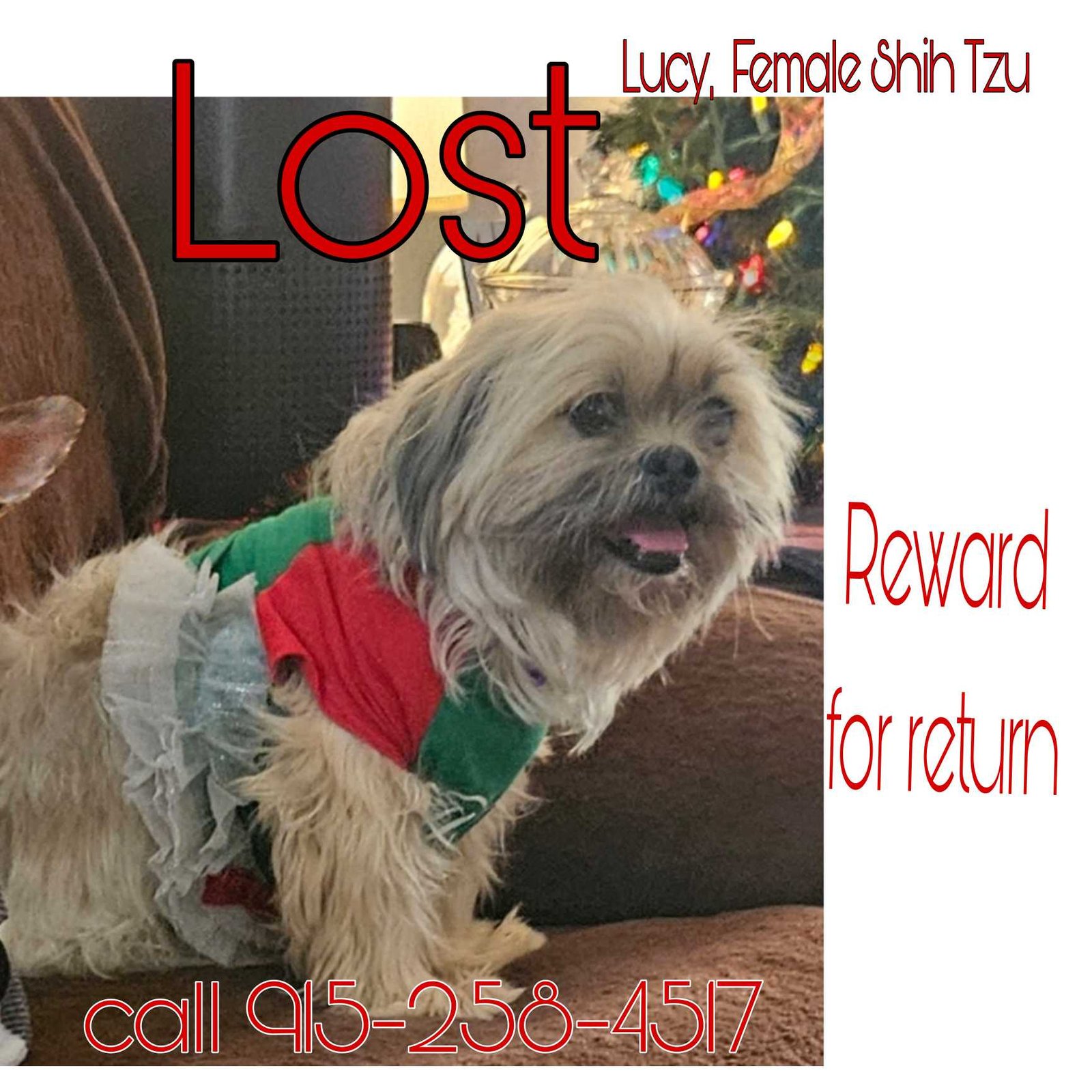 Lost Dog in El Paso, Texas — listing photo