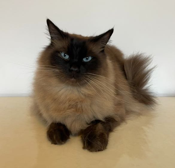 Lost Cat in Lakewood, Ohio — listing photo