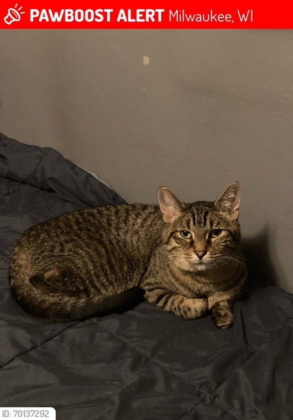 Lost Cat in Milwaukee, Wisconsin — listing photo