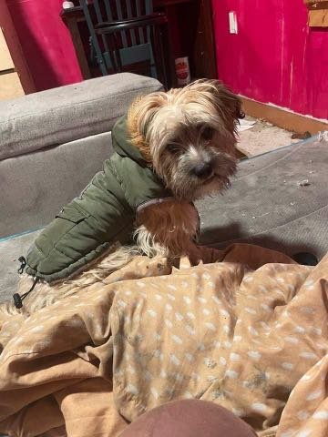 Lost Dog in Seattle, Washington — listing photo