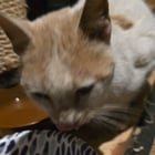 found cat in Milwaukee, Wisconsin