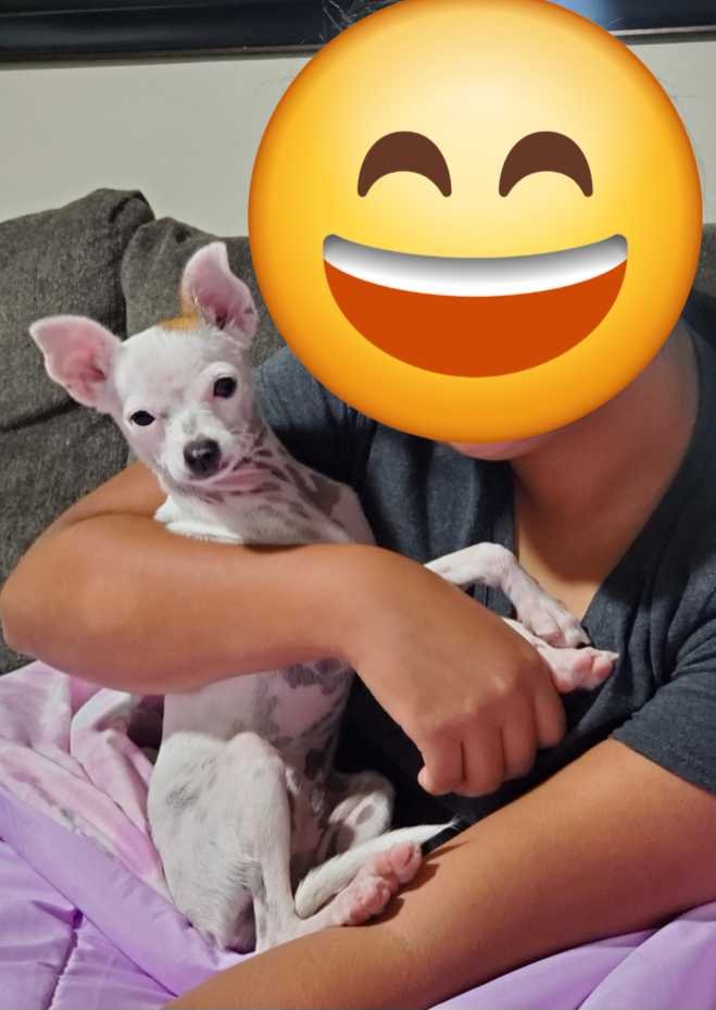 Lost Dog in Phoenix, Arizona — listing photo