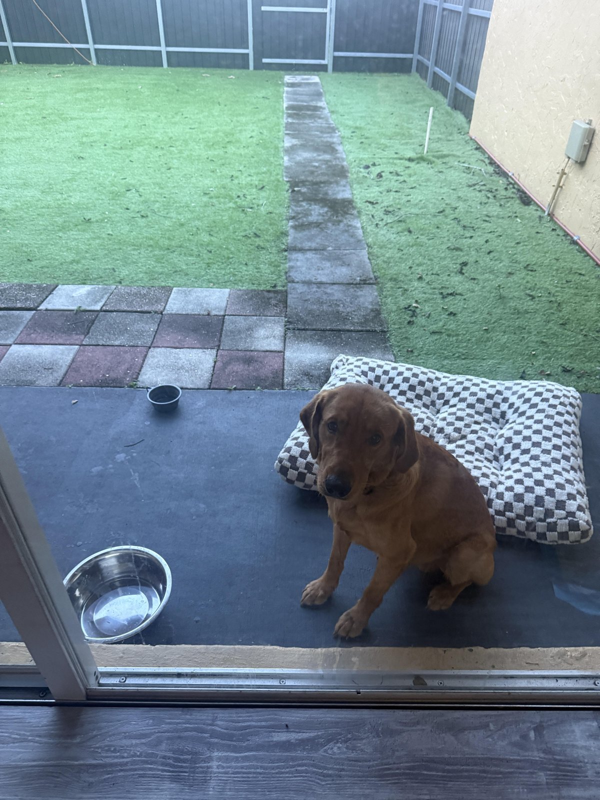Found Dog in Miami, Florida — Please help me rescue this sweet boy!