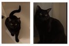 lost pet in Albuquerque, New Mexico