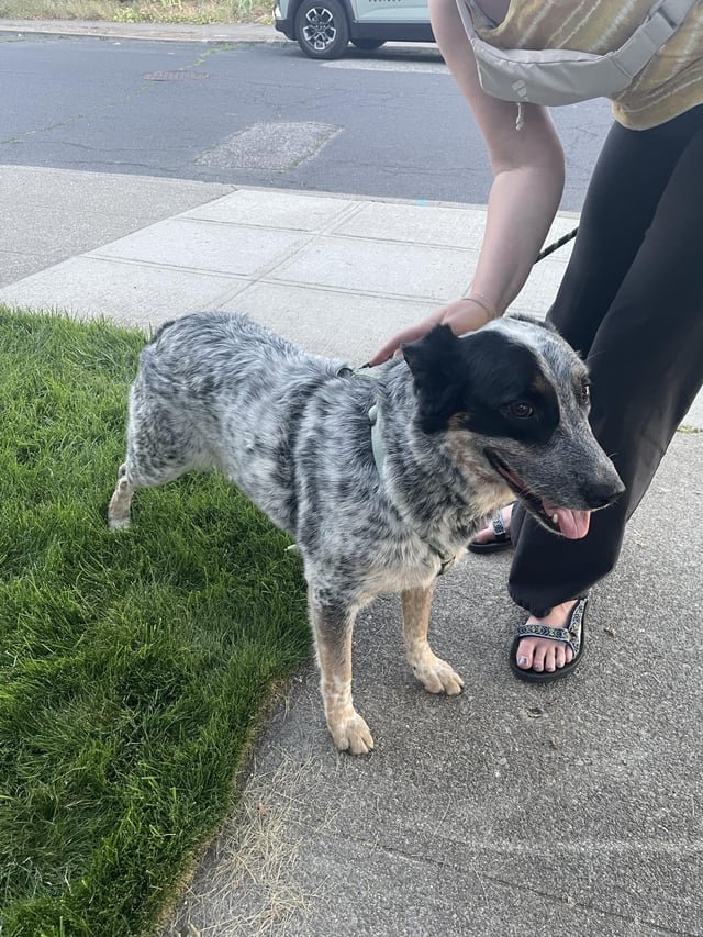 Found Dog in Lincoln, California — listing photo