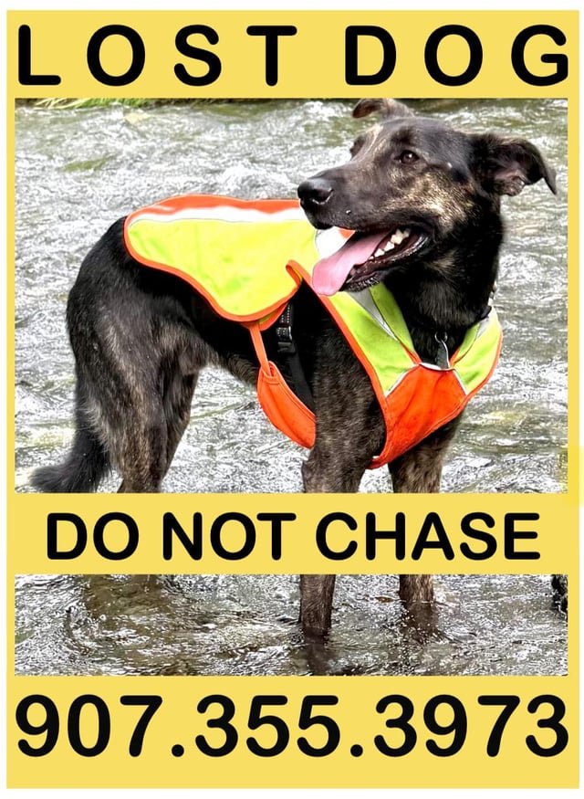 lost dog in Anchorage, Alaska