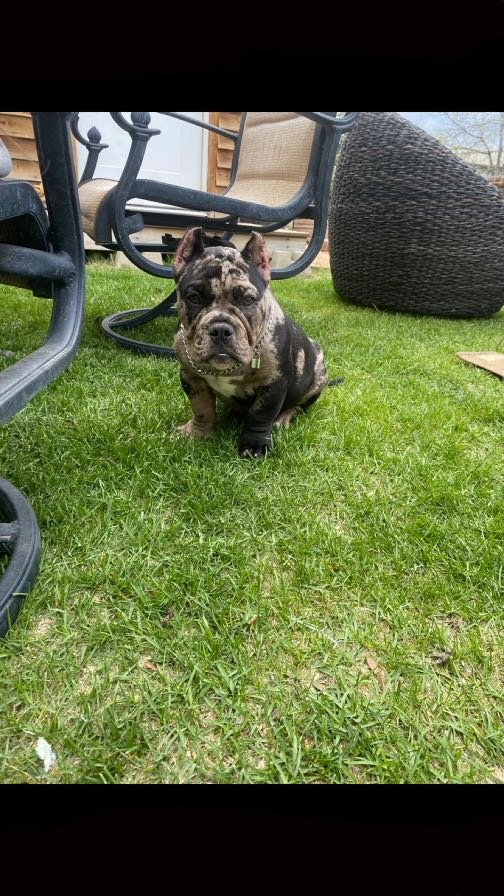 Lost Dog in Commerce City, Colorado — listing photo