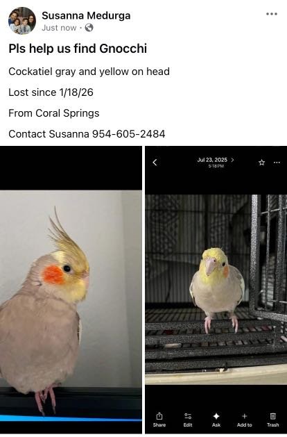 Lost Pet in Coral Springs, Florida — listing photo