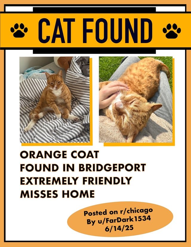 found cat in Chicago, Illinois