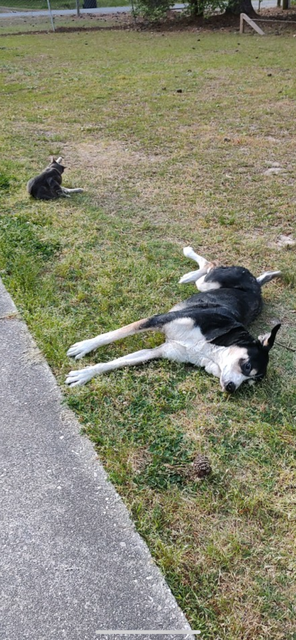 Lost Dog in Sanford, Florida — listing photo