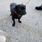 Pet alert in Chicago, Illinois — Paws Chicago is a sham