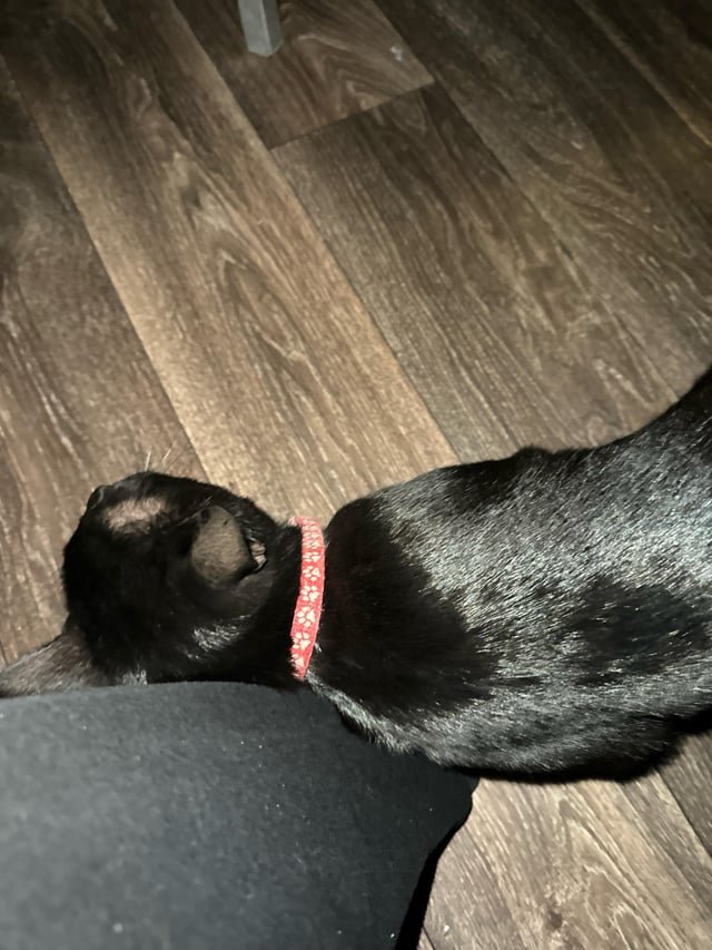 Lost Cat in Fort Worth, Texas — listing photo