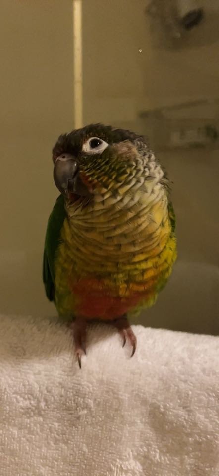 Lost Pet in Ogallala — listing photo