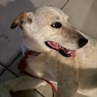 Lost Dog in Reno, Nevada — listing photo