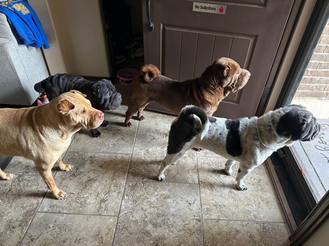 Lost Dog in Oklahoma City, Oklahoma — listing photo