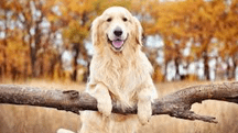 Lost Dog in St. Louis, Missouri — Help n St. Louisain lay her service dog to rest