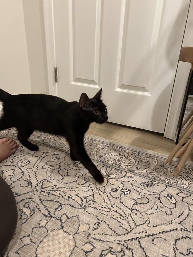 found cat in Washington, District of Columbia