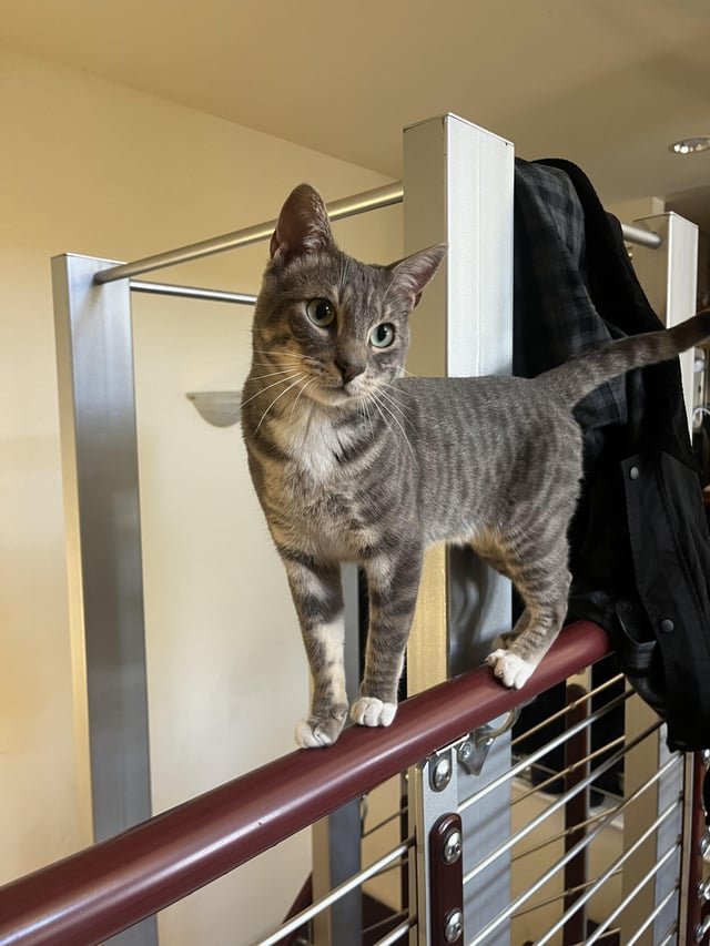 lost cat in Stockton, California