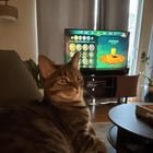 Lost Cat in Asheville, North Carolina — My cat went missing 4/10 in South Asheville Shilo/Buena Vista area at Dawnwood condos…