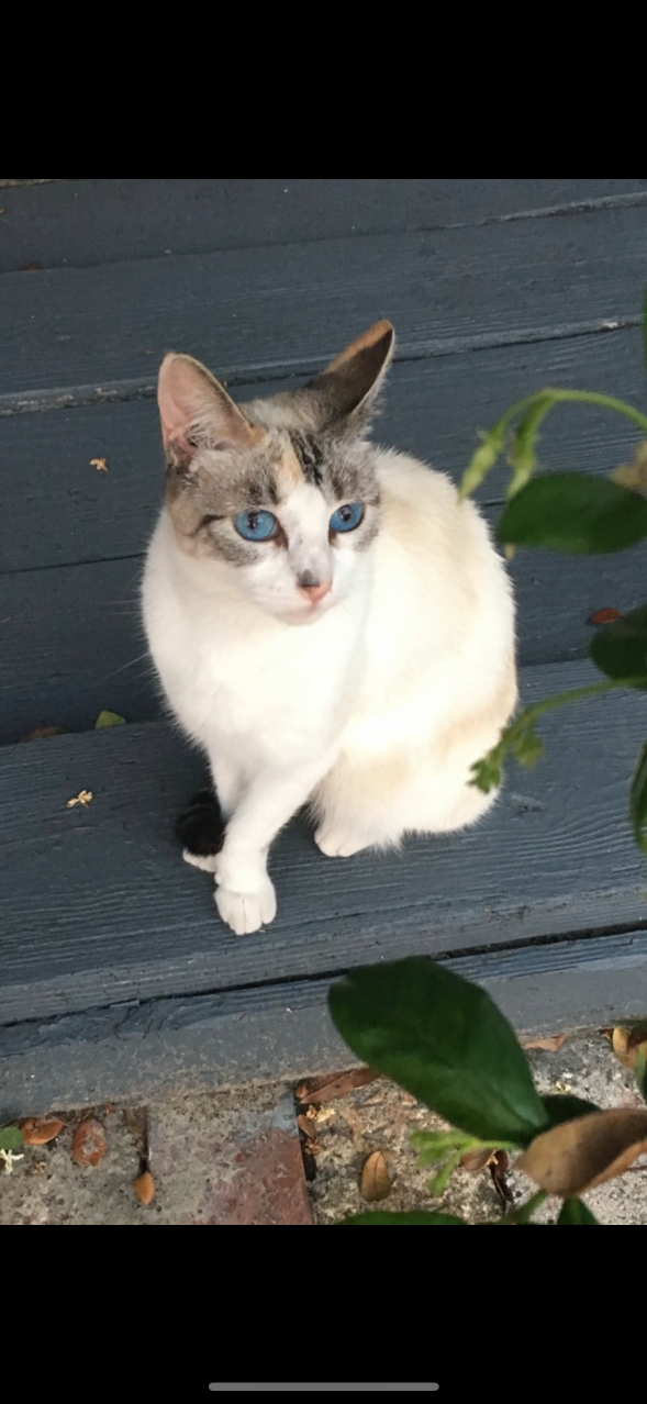 Lost Cat in Tampa, Florida — listing photo