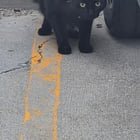 found cat in Des Moines, Iowa