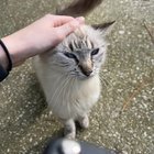Lost Cat in Jacksonville, Florida — Anyone’s missing cat?