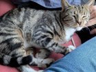 Lost Pet in Buffalo, New York — listing photo
