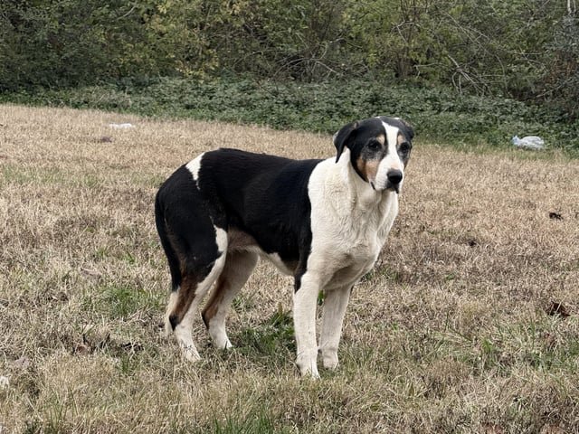 lost dog in Nashville, Tennessee
