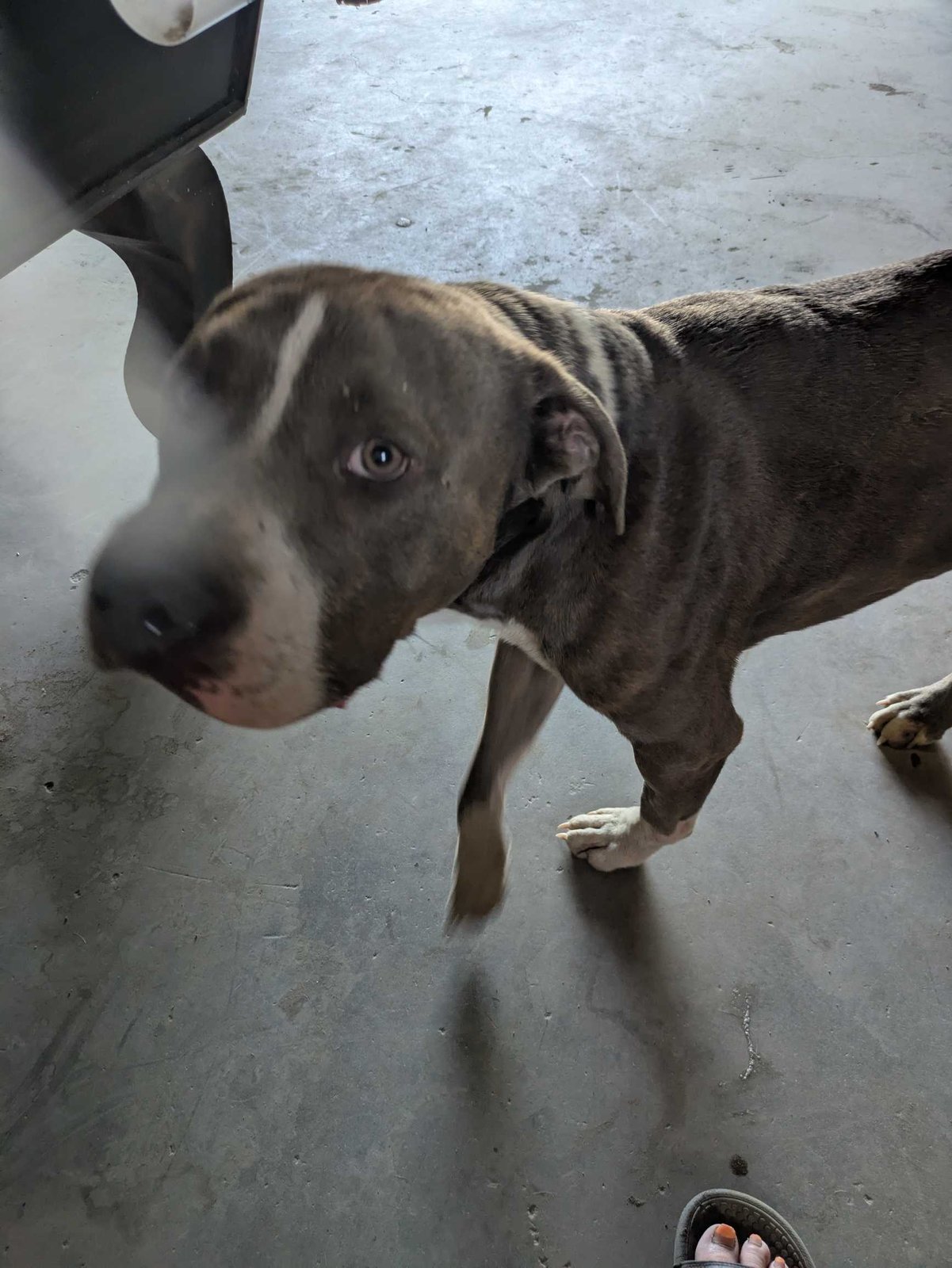 Found Dog in Cottonwood Rd & Di Giorgio Road — listing photo