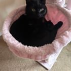 Pet alert in Portland, Oregon — im getting evicted and need to rehome my cat