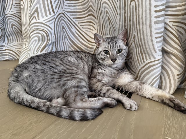 lost pet in Indianapolis, Indiana