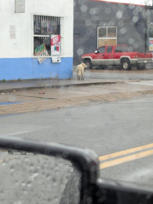 lost dog in Chattanooga, Tennessee
