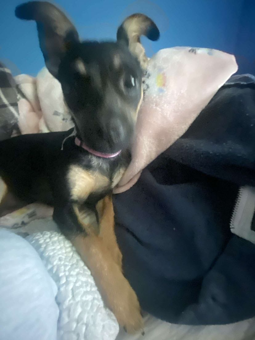 Lost Dog in Jacksonville, North Carolina — listing photo