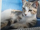 lost cat in Columbus, Ohio