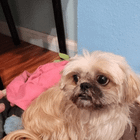 lost dog in San Jose, California